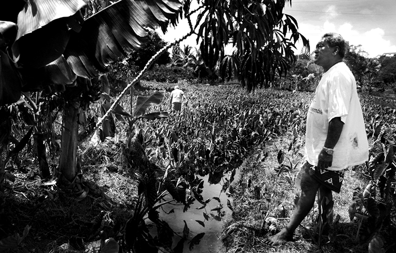 Solidarité - Caillou Bleu. C’est le nom d’un autre squat en bord de route. A l’entrée, un champ d'un hectare est cultivé par des vieux originaires de Wallis et Futuna. Parmi eux, le président de l’association du squat, Selelino Lajekula (premier plan). Il vit au squat depuis 1994, et a choisi ce lieu précisément pour cultiver ses taros. Il fait aussi pousser du manioc, des bananes, et bien sûr des ignames. “Pour manger, et pour la coutume. Et si des familles viennent nous en demander, on leur donne.”