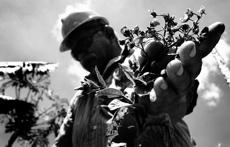 Retraité du nickel - Silipeto Mulikena est venu en Nouvelle-Calédonie dans les années 70 pour travailler dans l’usine de nickel. Il vit en appartement, mais vient chaque jour travailler la terre avec ses compagnons avant de rentrer le soir, car sa femme ne veut pas dormir au squat.