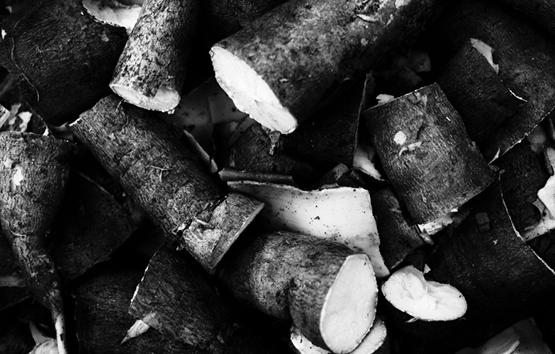 Le taro et l’igname – Ces tubercules sont fondamentaux dans la culture kanak mais aussi dans les archipels voisins, notamment Wallis et Futuna. Parties intégrantes de l’alimentation, les ignames sont également échangés lors des cérémonies coutumières. Symboliquement, l’igname représente l’homme, et le taro (photo), la femme.