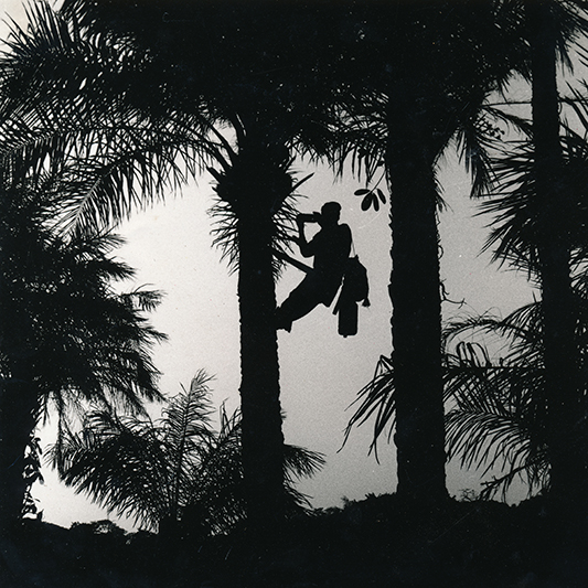 Prendre de la hauteur en Casamance, Sénégal. 2010