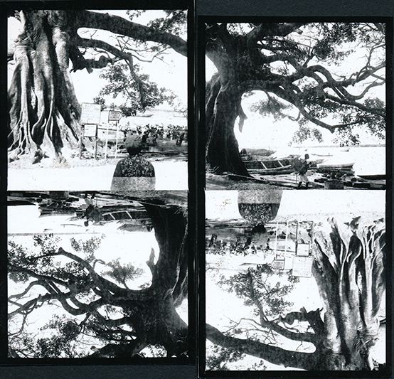 Racines aériennes. Série 'A world upside down'. 2014.